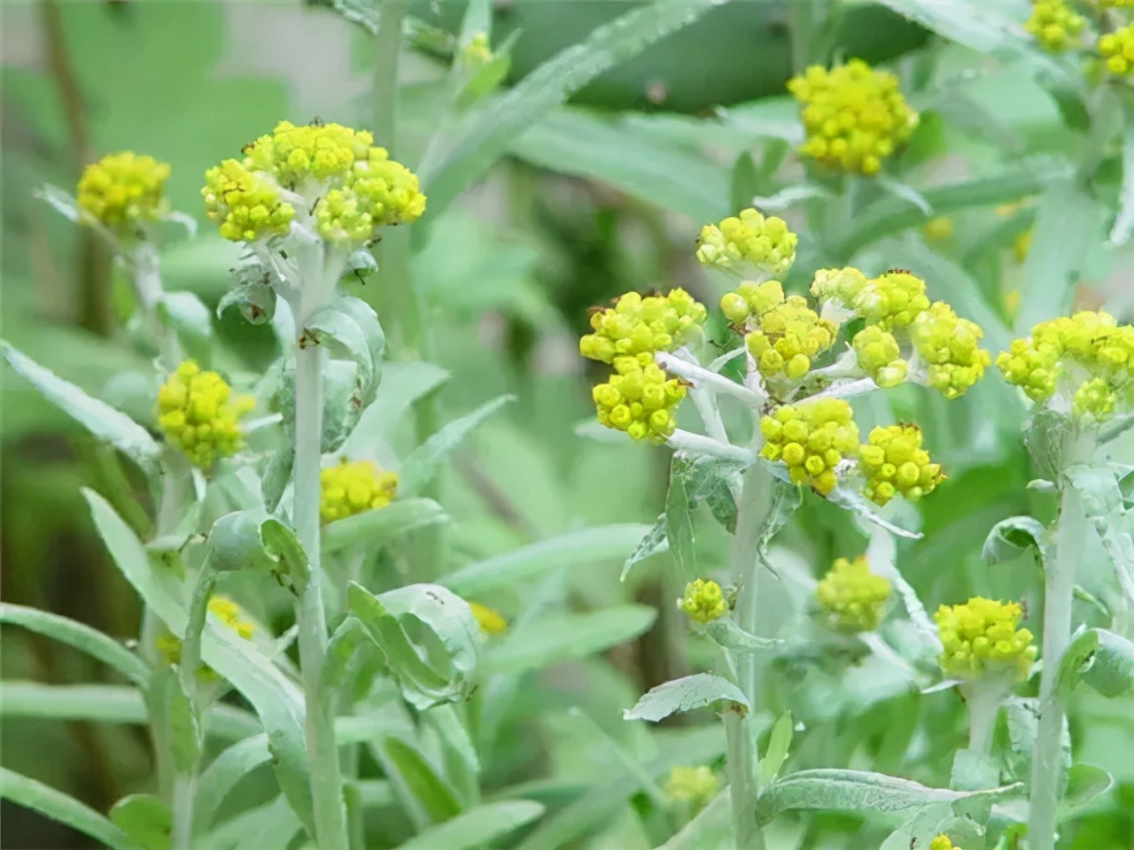 公园里有什么花（公园里常见的路边植物大全）