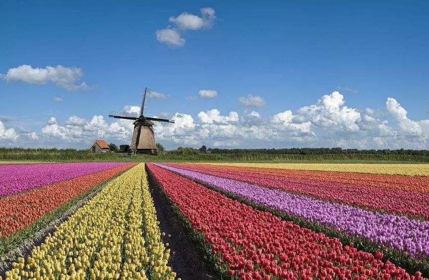 荷兰资料简介五年级(业内主流公认第一,荷兰的无敌农业,为啥败给了