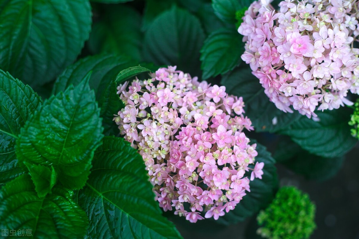 木本绣球花介绍（绣球花中最值得养的品种）