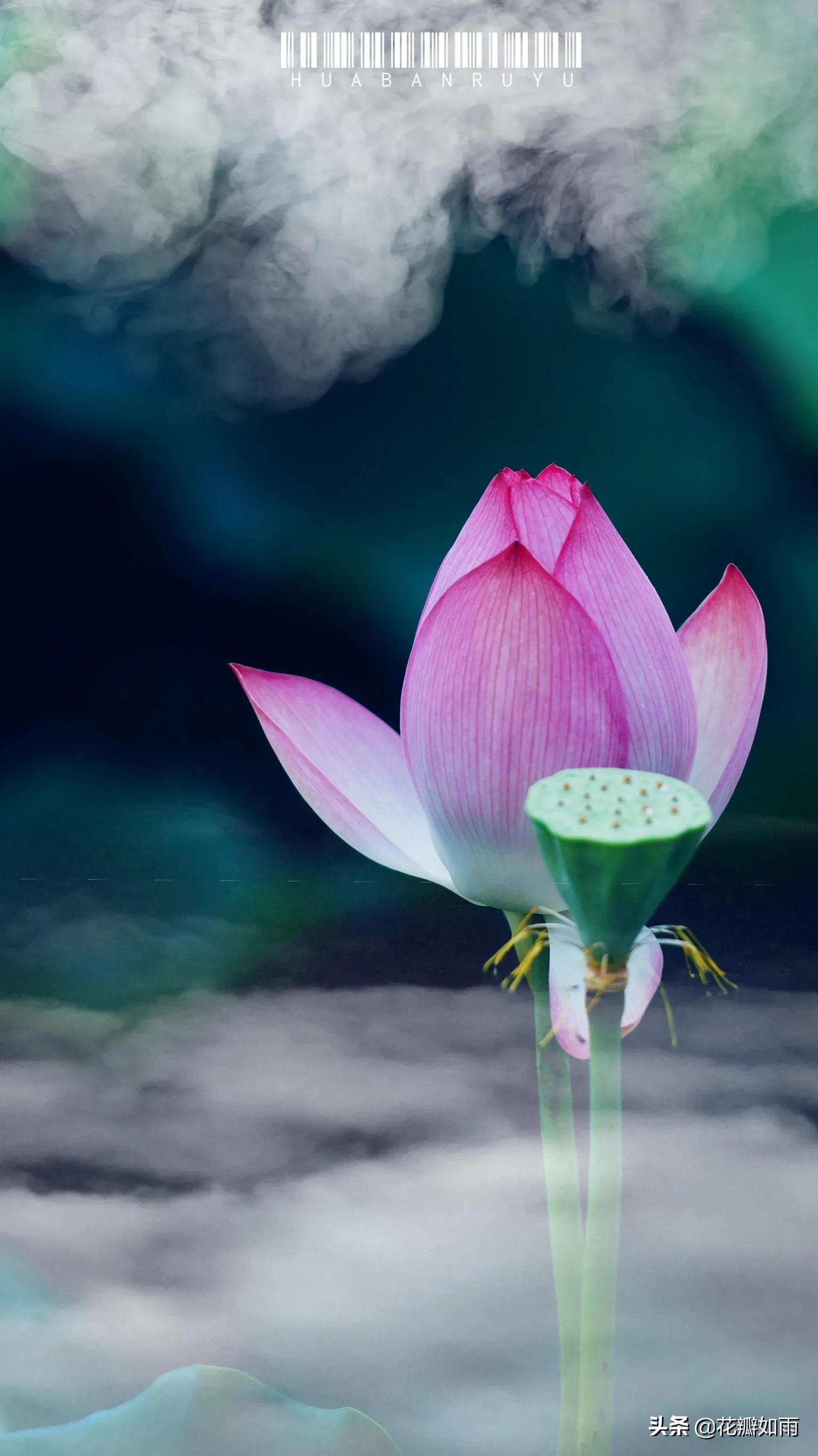 关于莲花唯美散文诗(意境唯美的散文诗) _晶羽科技