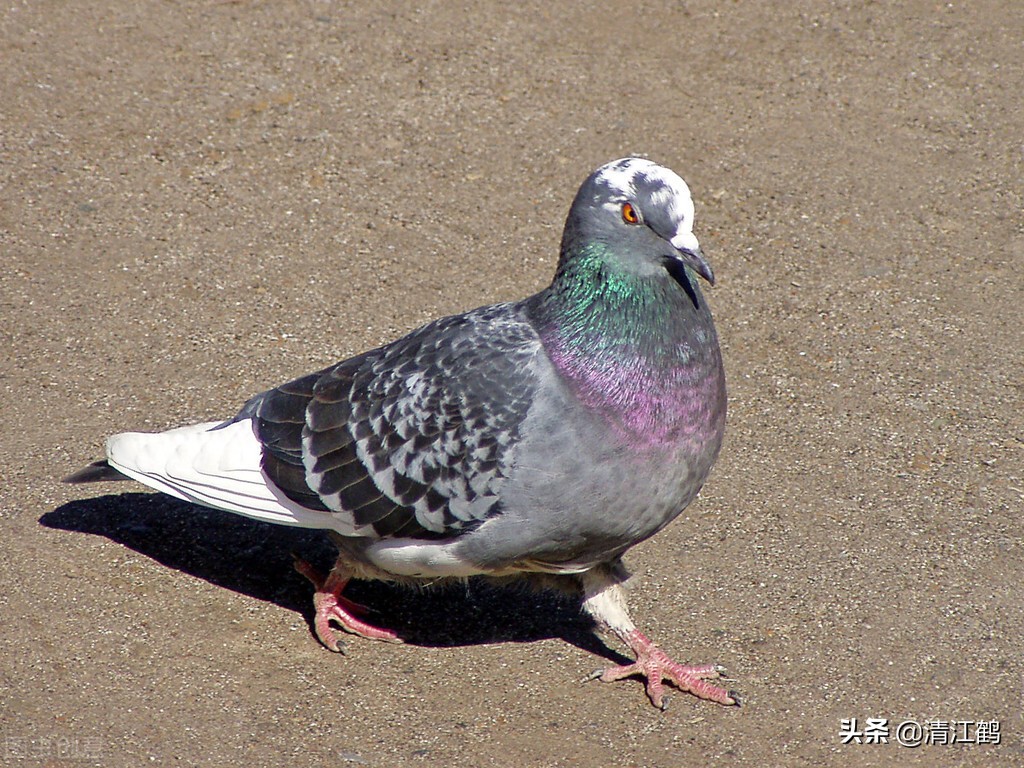 黃玉米白玉米紅玉米,哪種玉米飼餵鴿子營養最好