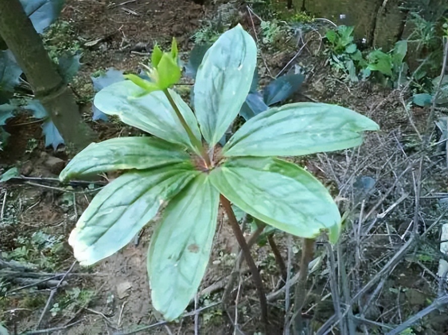 毒蛇剋星的七葉一枝花,因名氣大而常被採挖,但要小心它全株有毒