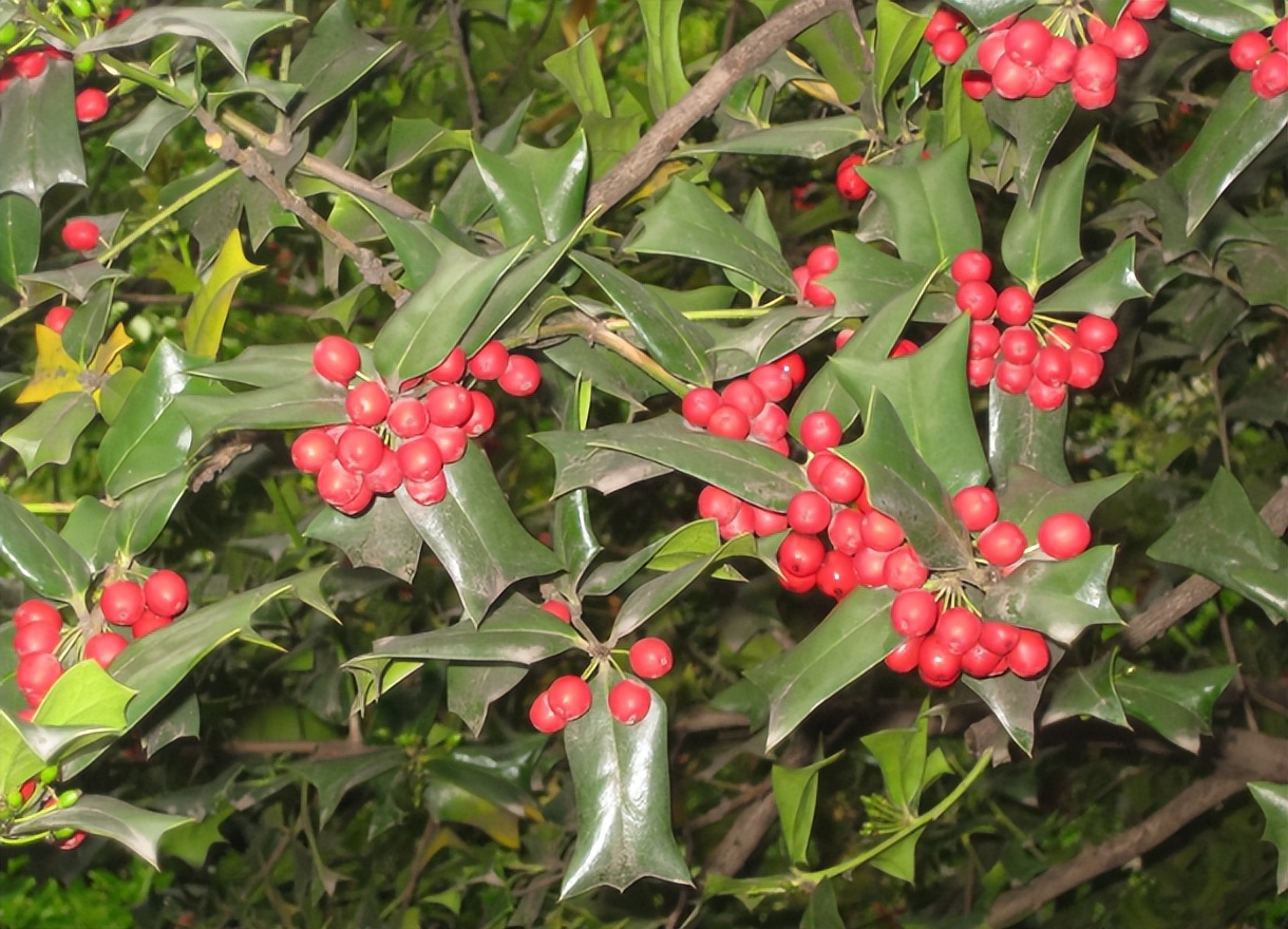 俗称"鸟不宿",叶子长满刺而被称为"看家树",如今多做盆栽种