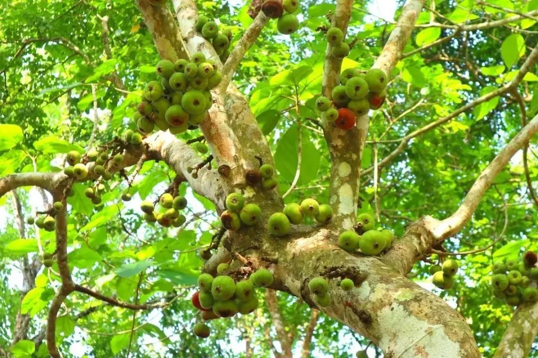 植物世界丨40種農村野果子(二),來自全國各地,很多人都不認識