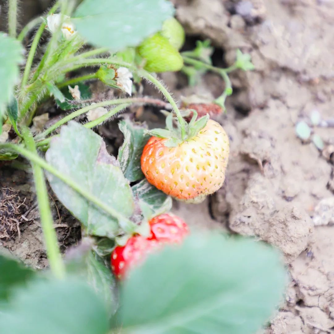「责任教育 劳动课程」成都市双流区黄甲小学开发特色劳动种植课程