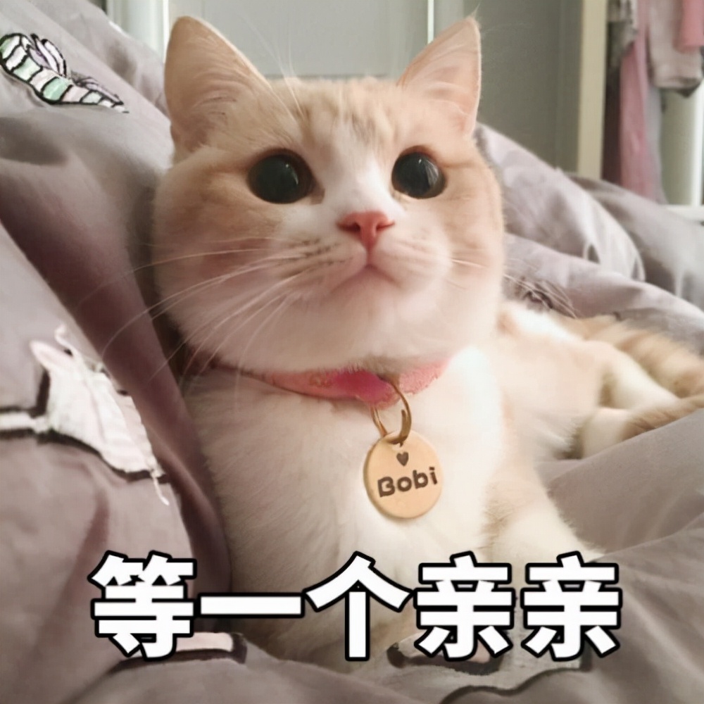 猫界中“体味最轻”的几种猫，很适合家养，有你家猫吗？