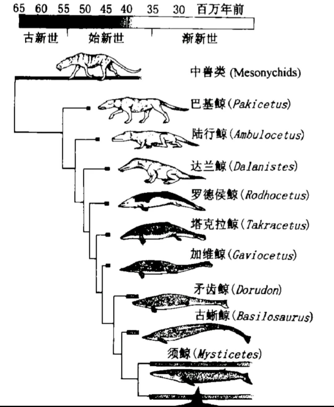 （44）鲸类的演化