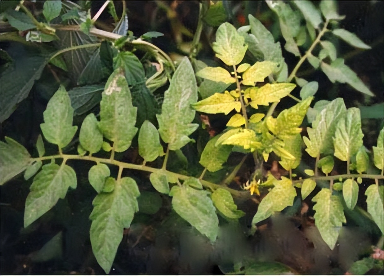 酵素农业技术：不同作物缺铁症状及酵素菌肥防治技巧