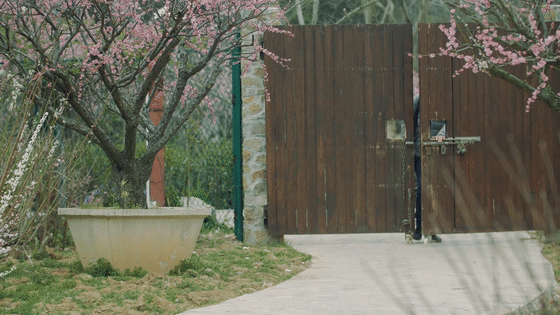 看完这篇文章，终于可以说一句：你好，南京的春天