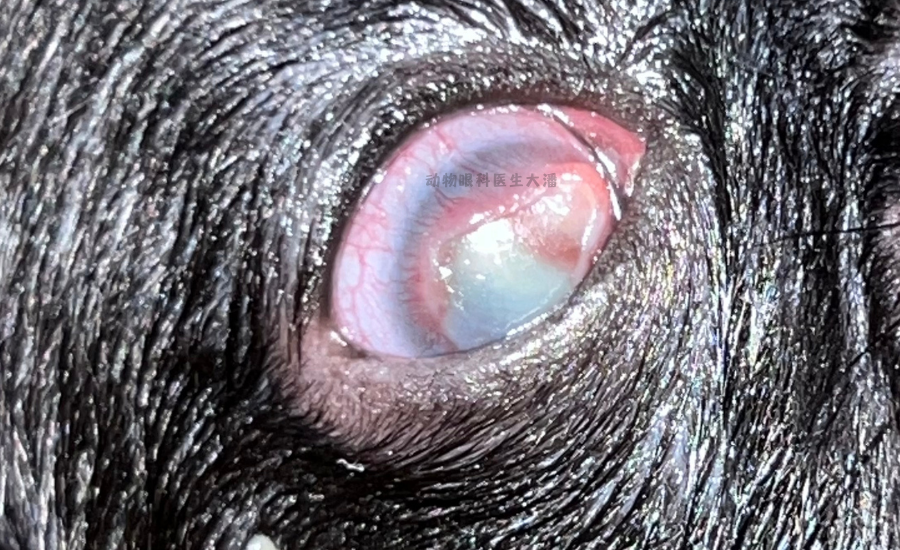 （贵州病例）狗狗眼睛红肿充血、角膜大面积破损、溃疡，滴药治疗