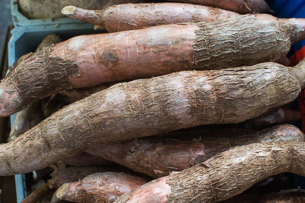 牛蒡根的功效与作用 牛蒡长什么样子图片-佳迪双