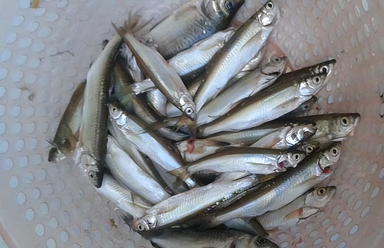 别吹牛,想钓好白条鱼同样需要技术