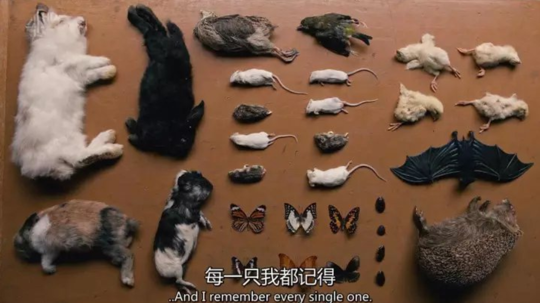 白龙马成消遣，功勋犬被炸死，动物演员凭什么被人类艺术“绑架”
