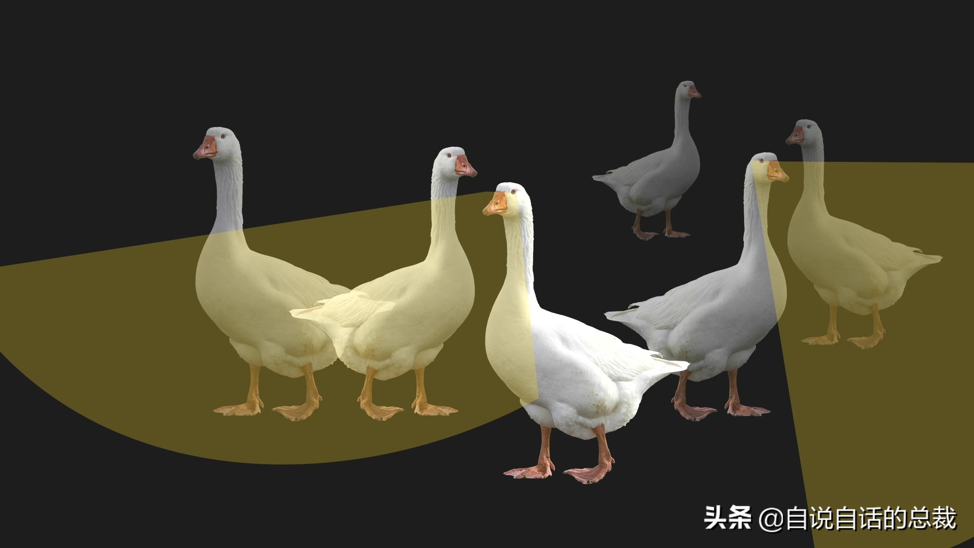 为什么动物都怕鹅？有鹅的地方没有蛇？大鹅的真实面貌超出你想象