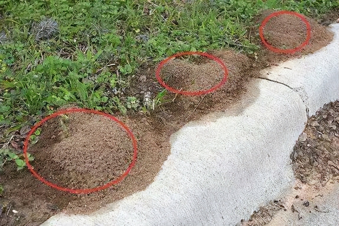 红火蚁在江西出现，看见它赶紧远离，及时报告