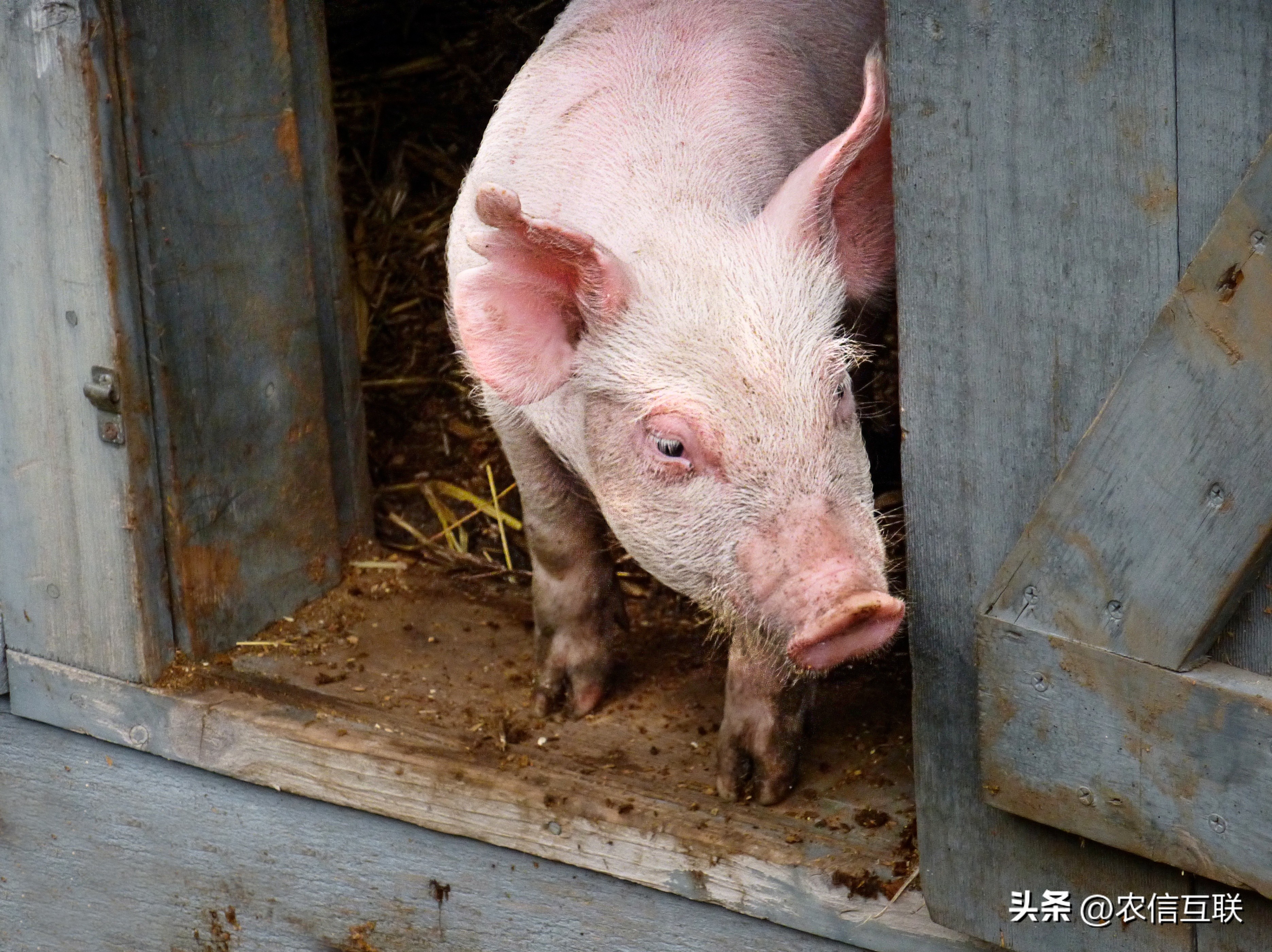 今日猪价行情｜猪价超预期上涨，多地涨破12元