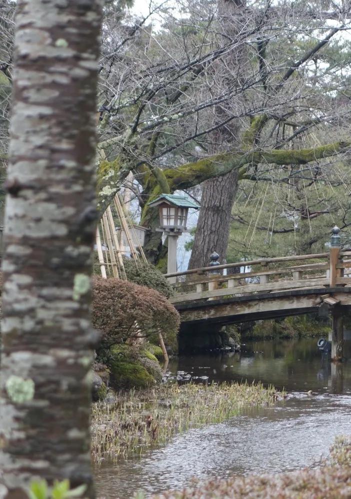 金澤市兼六園裡花開不謝的苔梅 文子的園子 Mdeditor