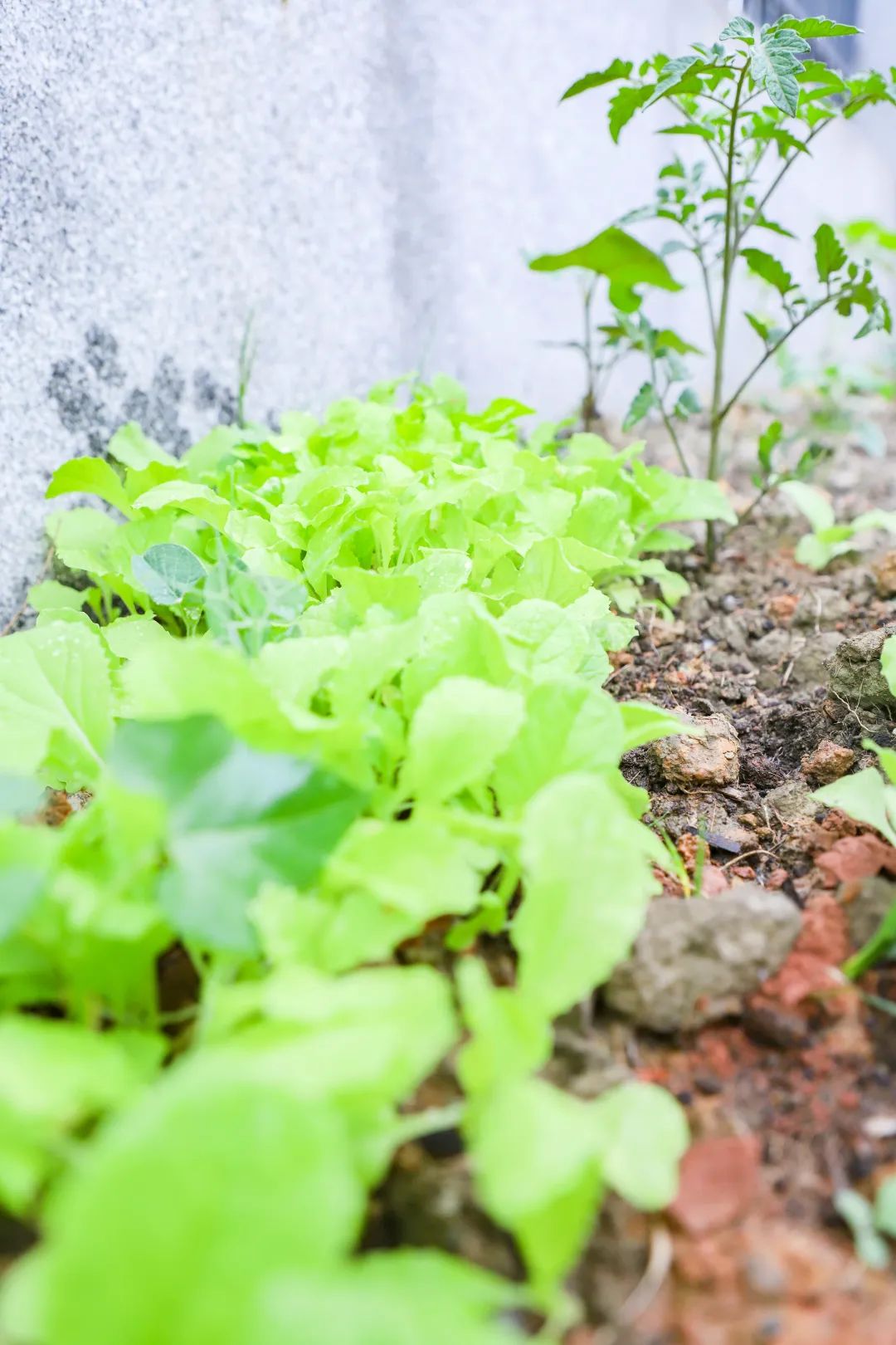 「责任教育 劳动课程」成都市双流区黄甲小学开发特色劳动种植课程