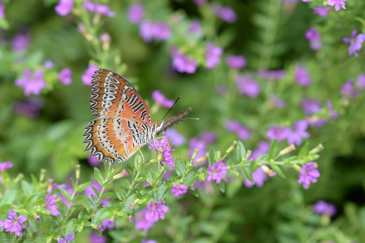 关于成长的唯美句子