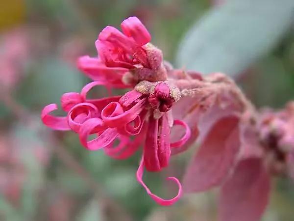 红花檵（jì）木