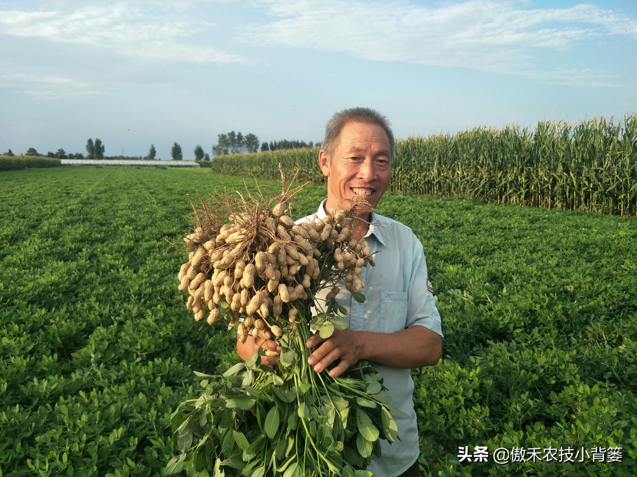 花生行距株距是多少（花生行距株距是多少一株几立种子）-第3张图片-科灵网