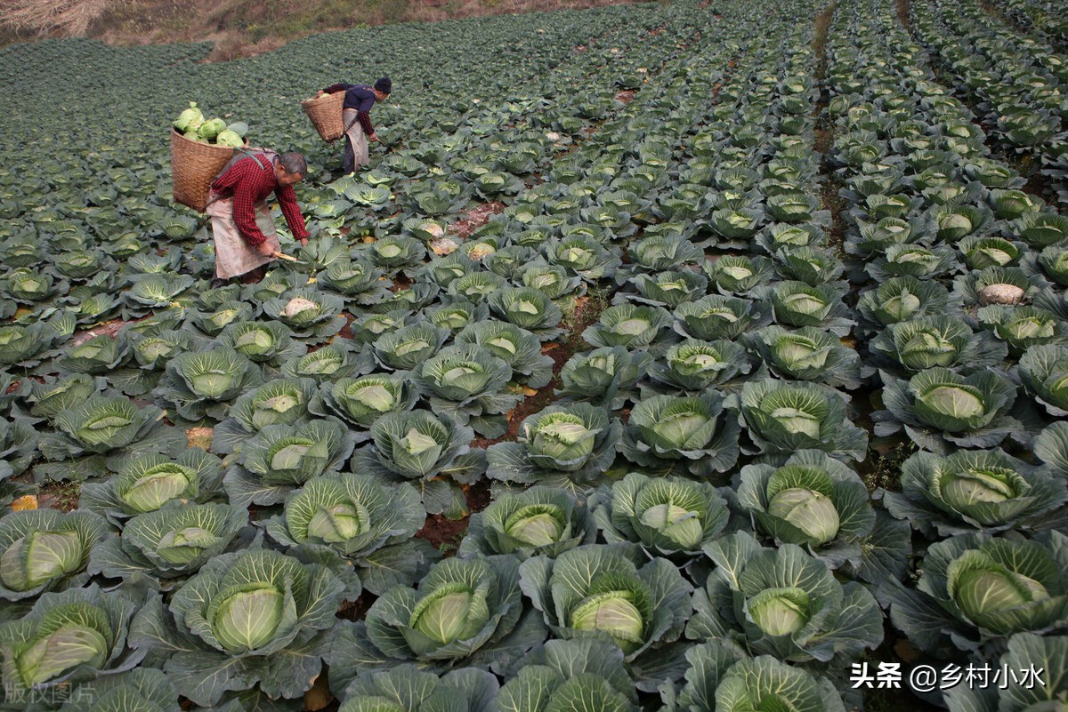 种菜难？老祖宗留下的6句蔬菜种植“顺口溜”，句句饱含智慧