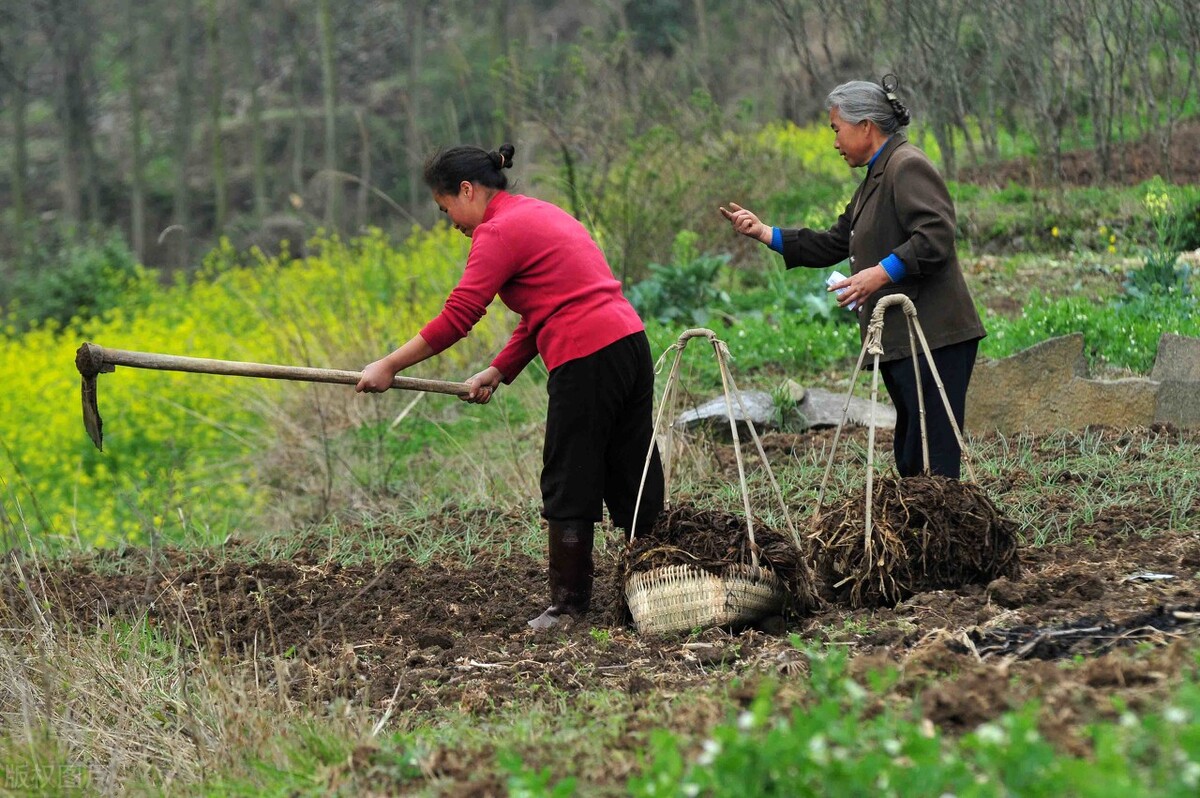 「知青岁月」北大荒真不愧是肥沃的土地