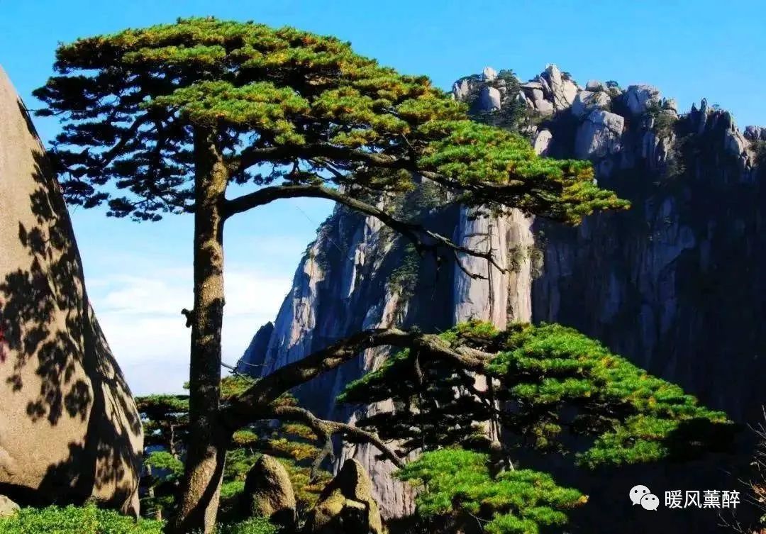 大树茂盛怎么形容,形容大树茂盛的句子