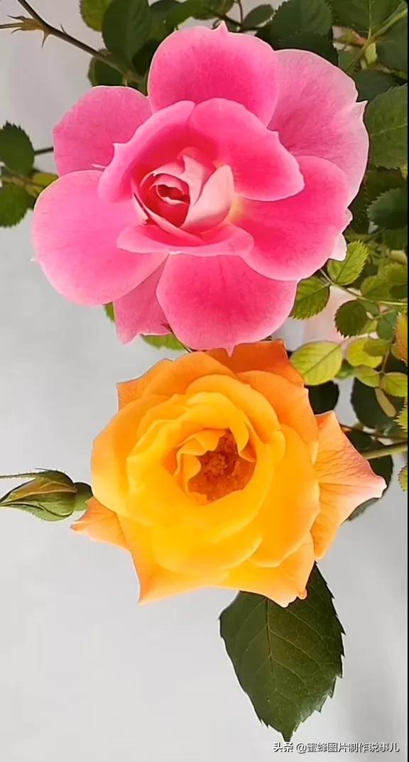 各种花卉植物，养在家里什么地方合适
