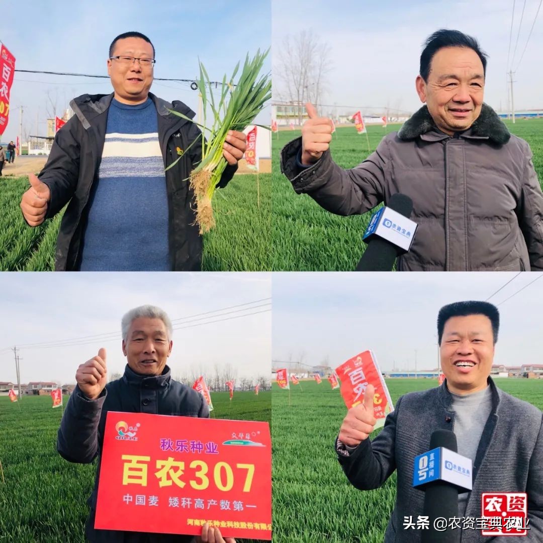 直击现场-有这么一群人,他们每年追赶着小麦生长的节奏,伴随着小麦的 