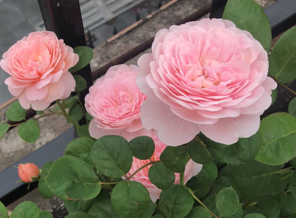 瑞典女王月季优缺点（家庭养月季选瑞典女王，花香浓，虫害少，种植一次年年有花赏）