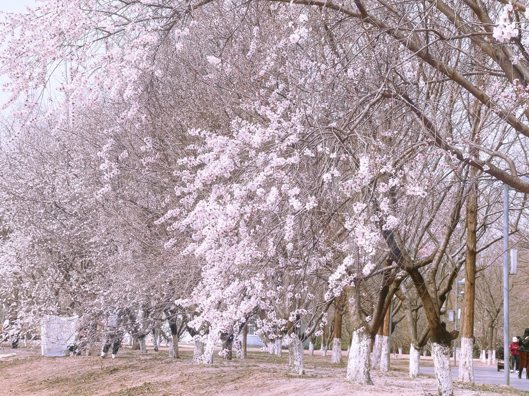 雪与花共舞 | 红墙，白雪，鲜花，美不胜收！