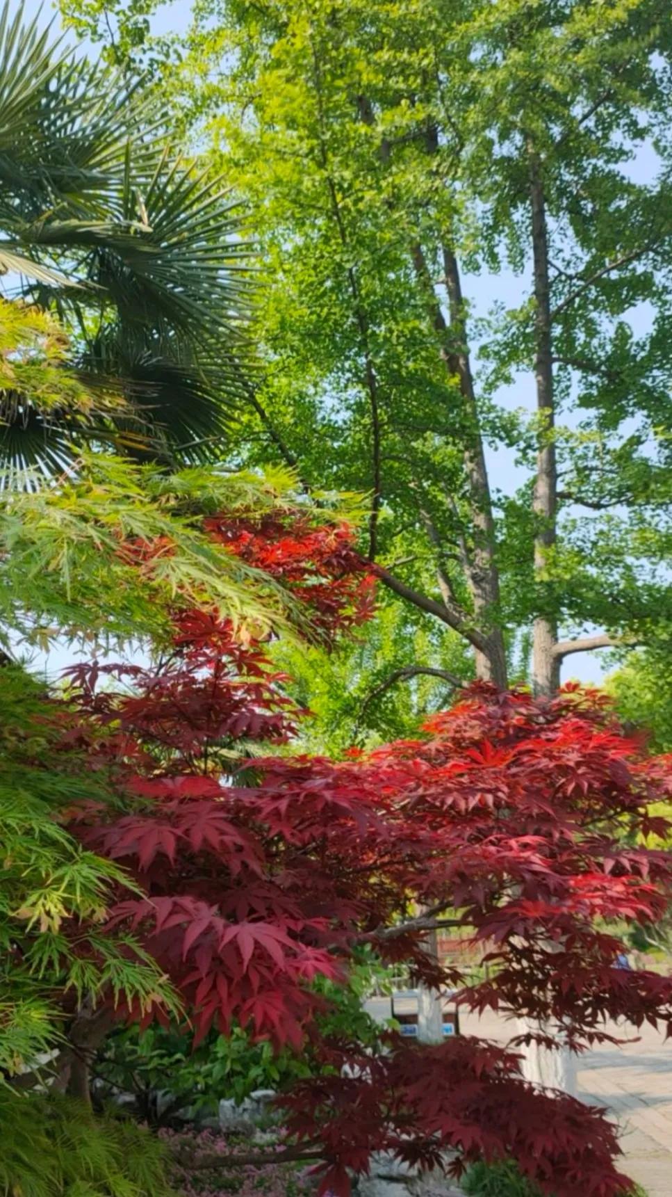 苏州美丽的盘门景区