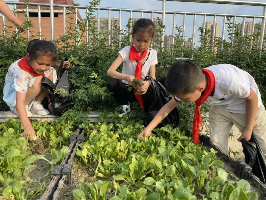 中和小学参加区教育发展中心综合实践教学设计比赛并喜获一等奖