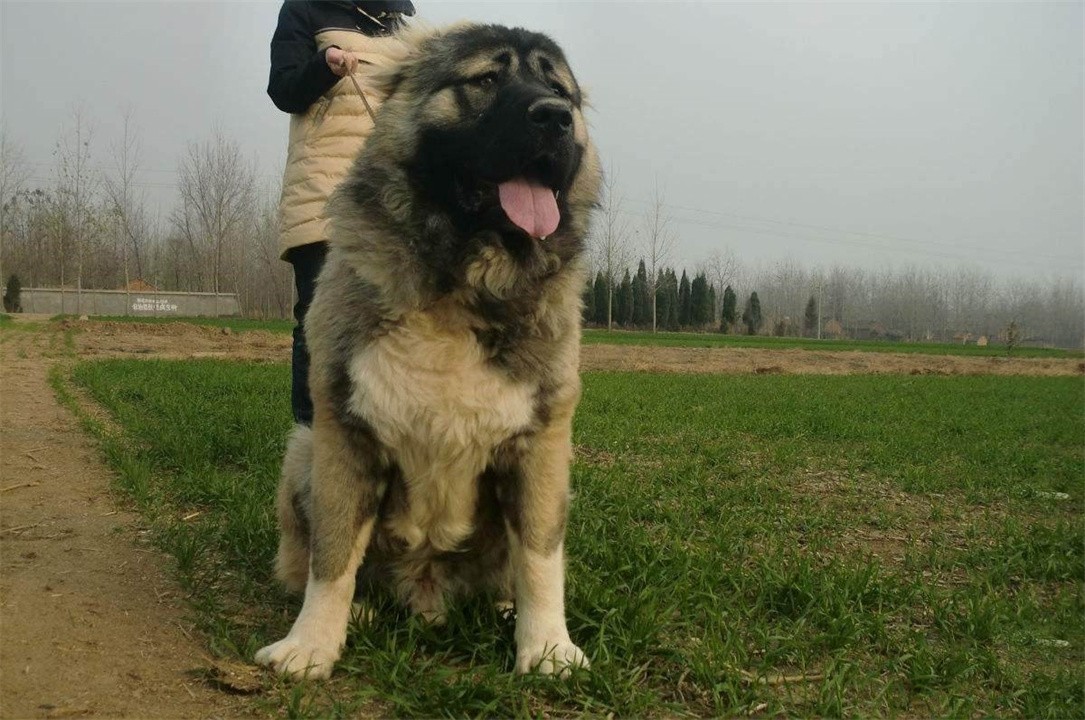 30大禁养猛犬排行榜(我国被“禁养”的10种猛犬，你以为藏獒的战斗力真的很弱吗？)