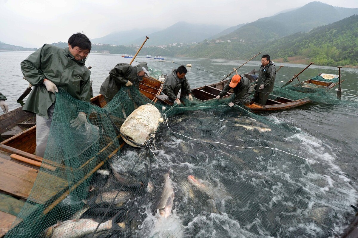 石斑涨7元左右，鮰鱼、草鱼跟涨，生鱼涨破新高，鱼也吃不起？