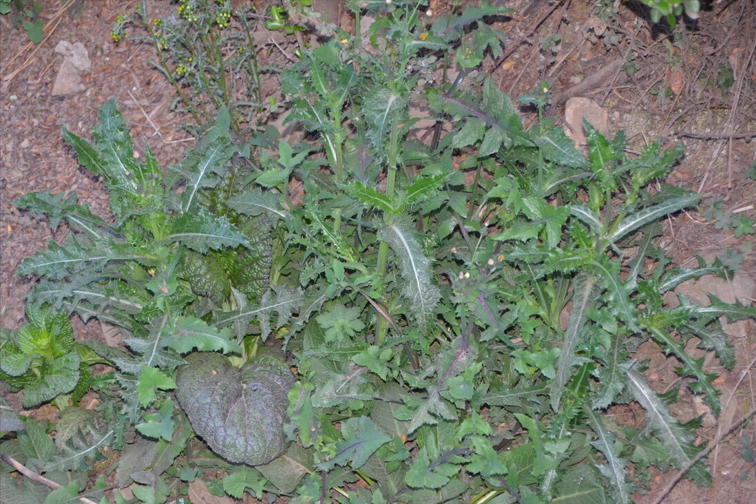 春天到了，30种野菜辨别图片，带你认识不同的野菜和吃法