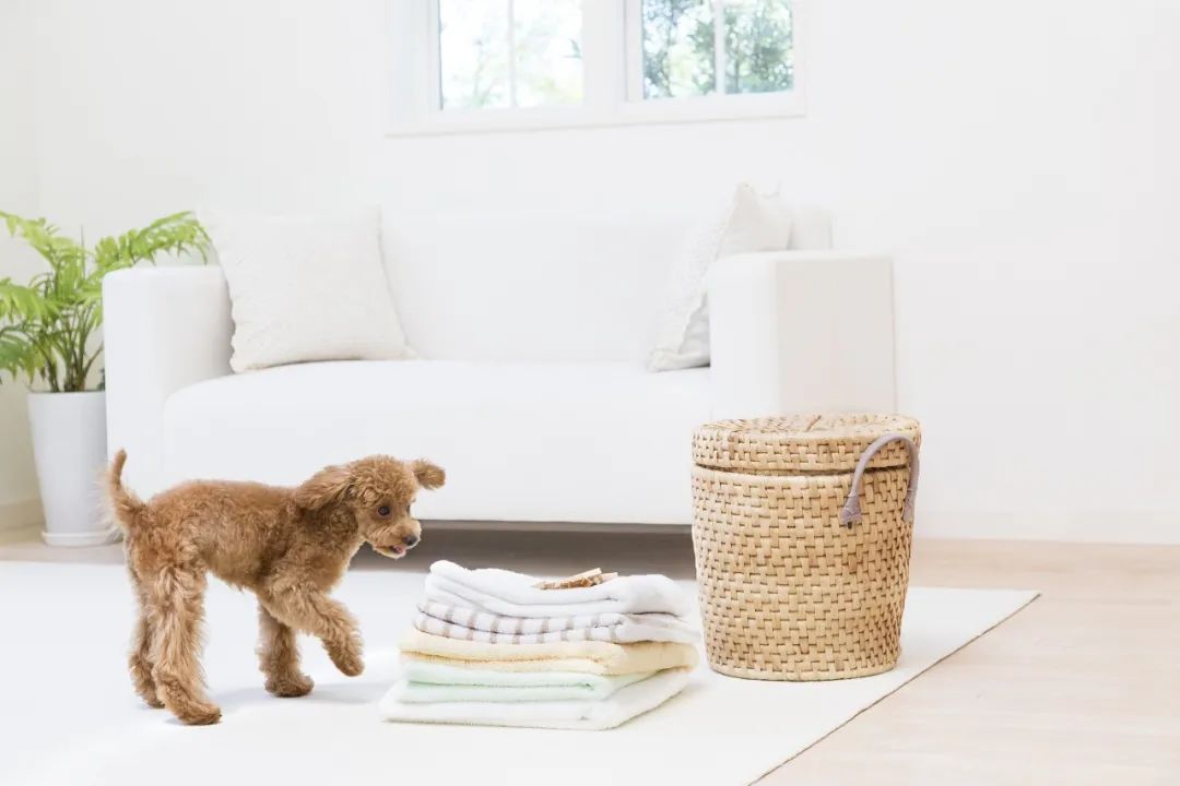 别再为洗不起的大牌衣服发愁了