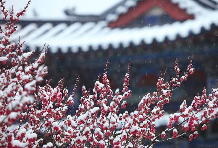 更须踏雪看梅花，十二首踏雪寻梅的诗词，看雪中梅花傲雪绽放