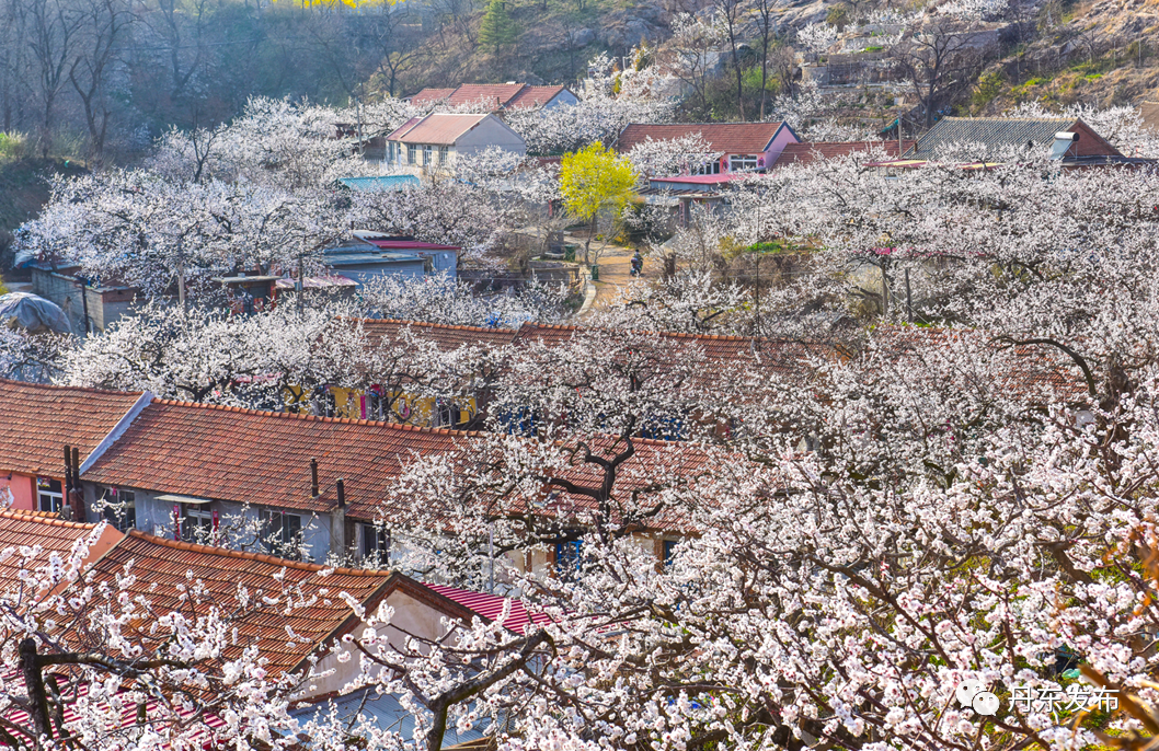 丹东这一地儿入选全国十大赏樱地！赏花攻略提前收藏