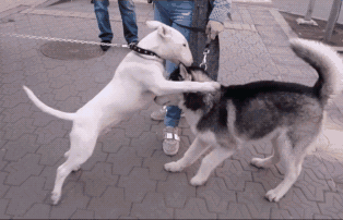 见到一定绕道走！地表战斗力爆表的12种猛犬，一獒战三狼战狮子？