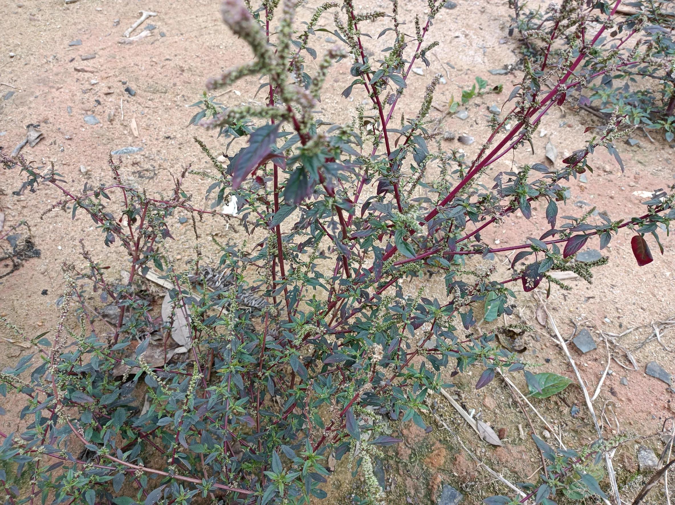 红刺泡的功效与作用-我的快乐小窝