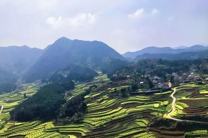 “云賞花”模式開啟，漢中最美春光都在這~