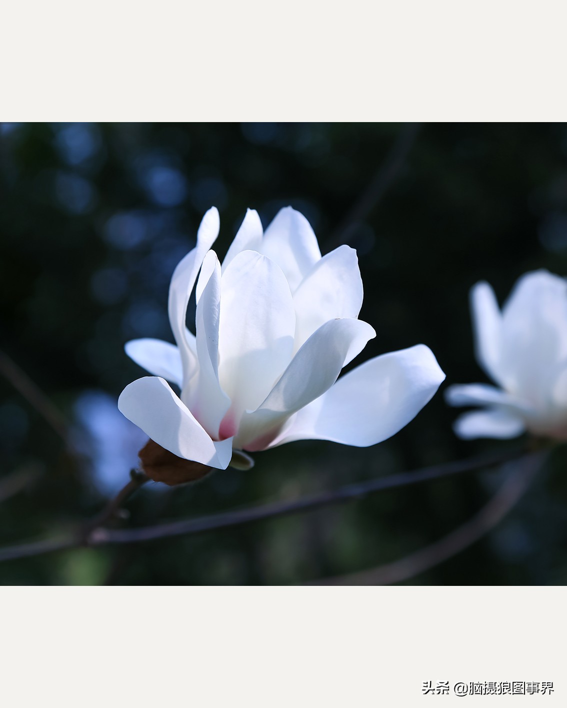 玉蘭花圖片,玉蘭花圖片大全大圖