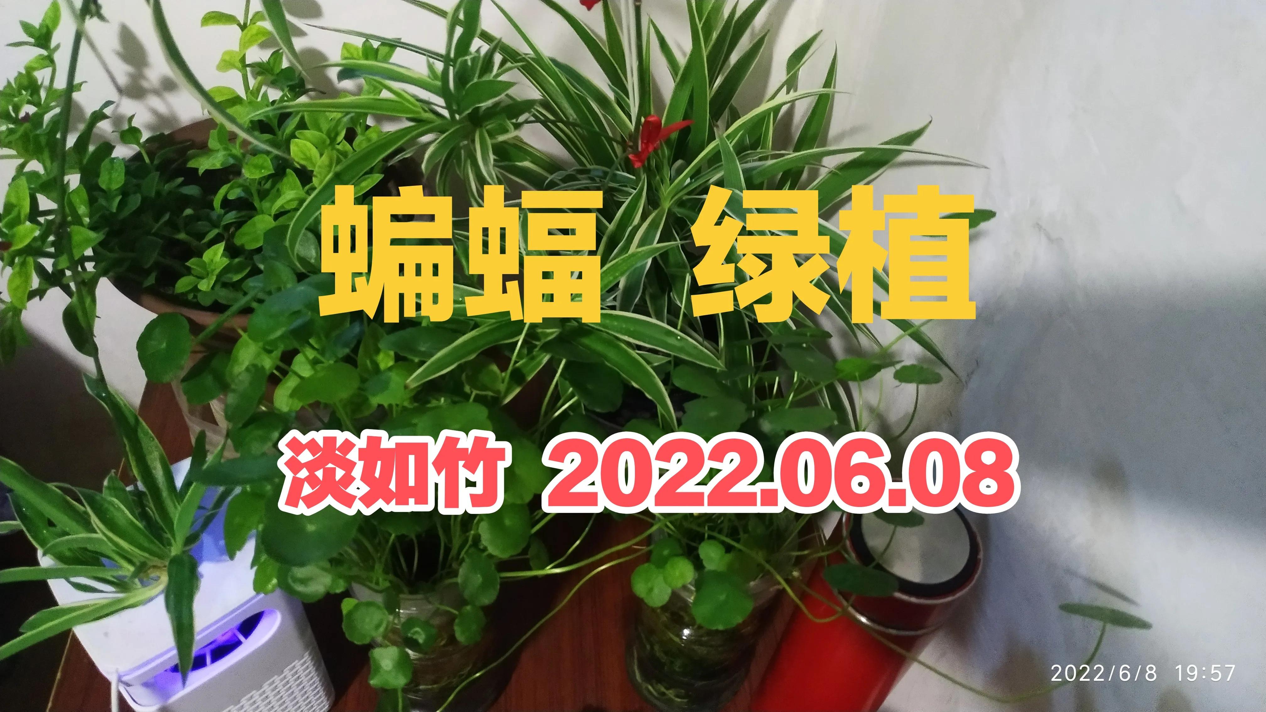 蝙蝠进家 绿植陪我度夏