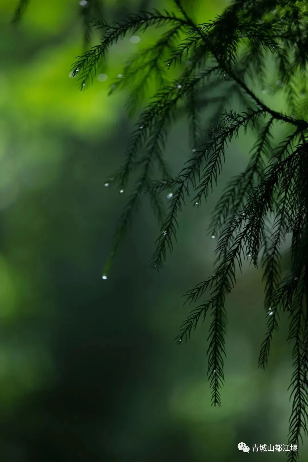 都江堰的六月！烟雨入古堰，山水云雾起......成都出发1h抵达的23℃避暑胜地！这个夏天一定要这样玩～