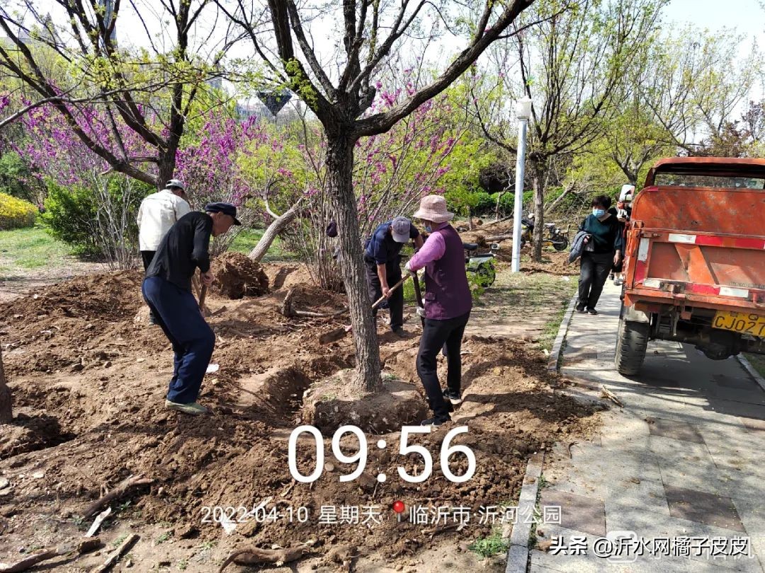 沂水 沂河公園鑫華路橋北側苗木移植順利進行中 天天看點