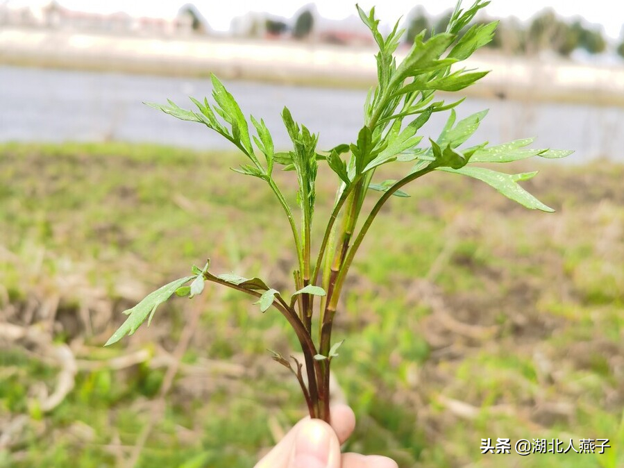 常见野菜的大全（50种野菜的图片及吃法）