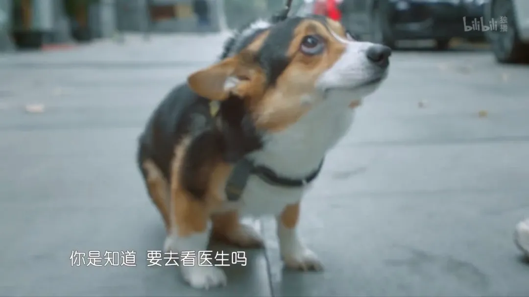 多花冤枉钱,被医生PUA,为什么宠物绝育越来越贵?
