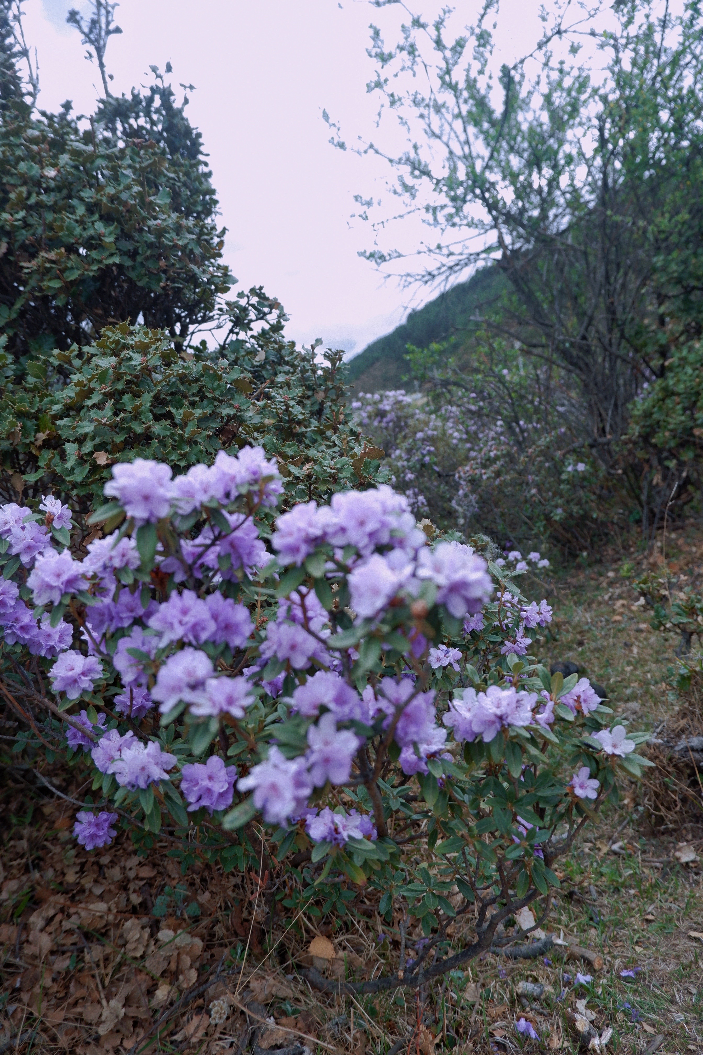 紫花杜鹃图片（云南深山紫色杜鹃花海绽放）